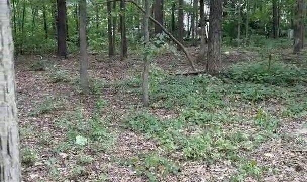 SooGSX Forest Blowjob And Facial Video Leaked