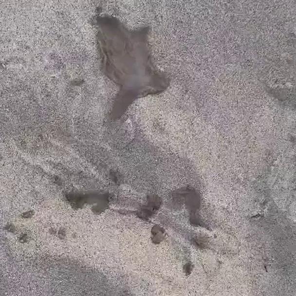BeaRuby Beach Blowjob And Standing Up Fuck Video Leaked